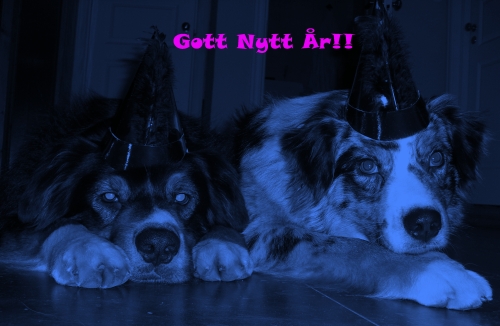 kopia-av-kopia-av-cimg0275