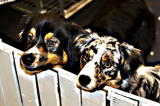 my-dog-redigerade-16posterized