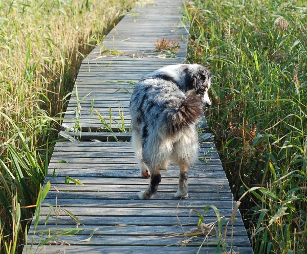 Kopia (2) av DSC_0017